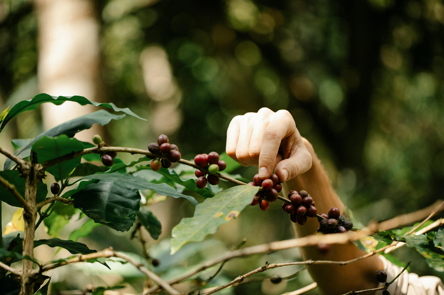 Café con Ganoderma y Glutatión